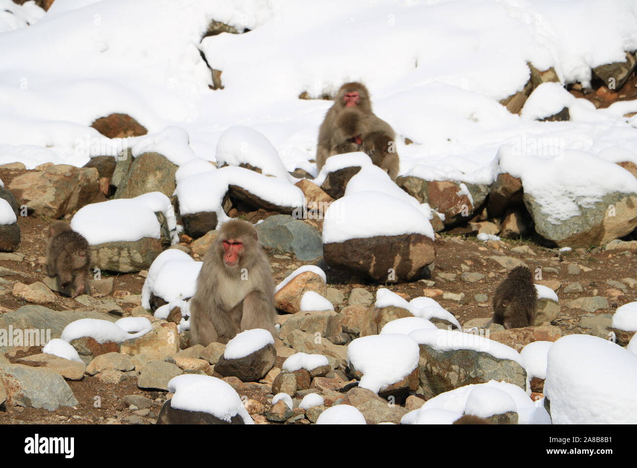 Jigokudani Monkey Park Banque D'Images