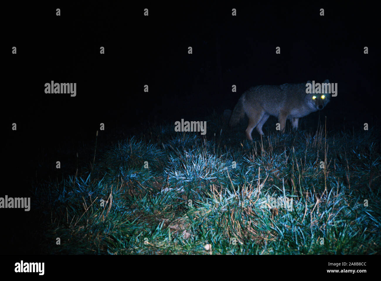 Coyote (Canis latrans var.) de nuit avec des yeux brillants Banque D'Images