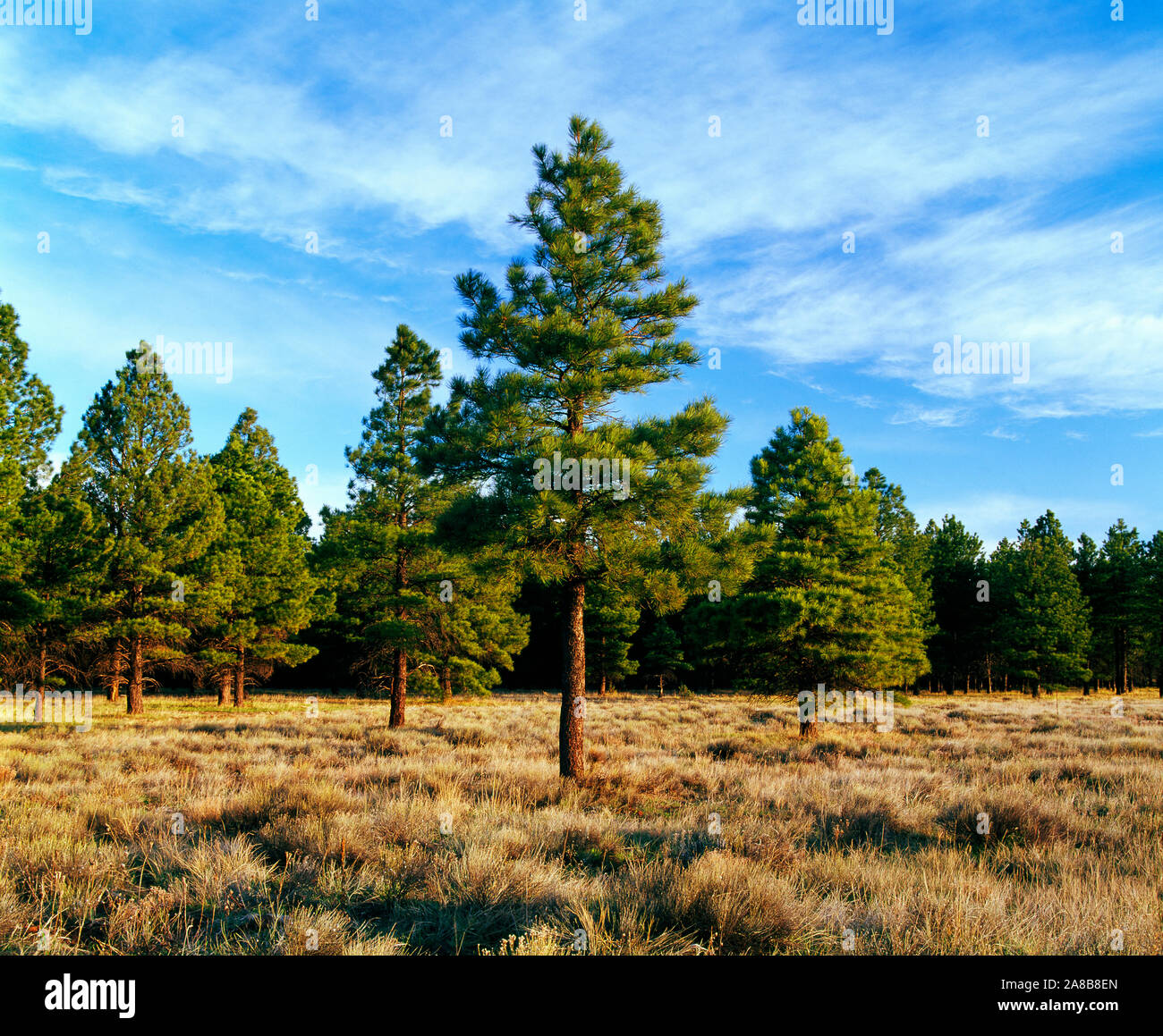 Ponderosa pine tree Banque de photographies et d’images à haute