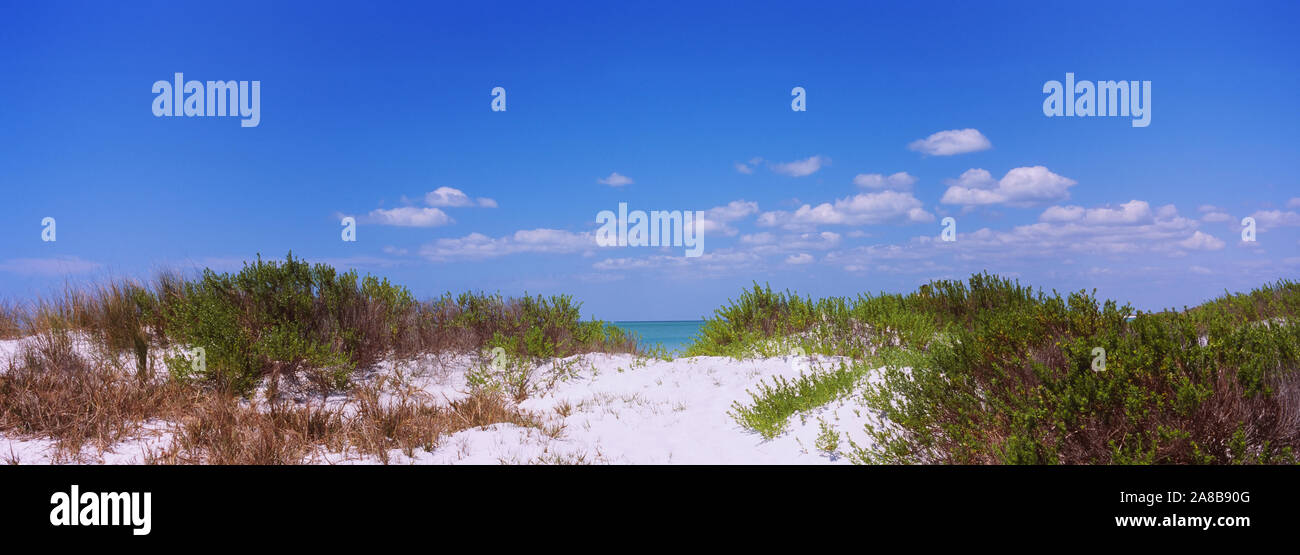 Les plantes qui poussent sur la plage, Fort De Soto Park, Tierra Verde, Golfe du Mexique, la Floride, USA Banque D'Images