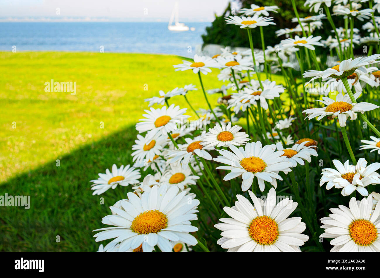 Billet d'été contexte marguerites dans un jardin au bord de la mer, Stonington, Connecticut shore Banque D'Images