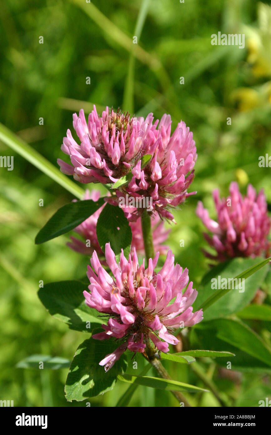 GROS PLAN DU TRÈFLE ROUGE (TRIFOLIUM PRATENSE) ÉGALEMENT CONNU SOUS LE NOM DE TRÈFLE SAUVAGE, TRÈFLE DE PRAIRIE OU HERBE À VACHE. NOUVELLE-GALLES DU SUD, AUSTRALIE. Banque D'Images
