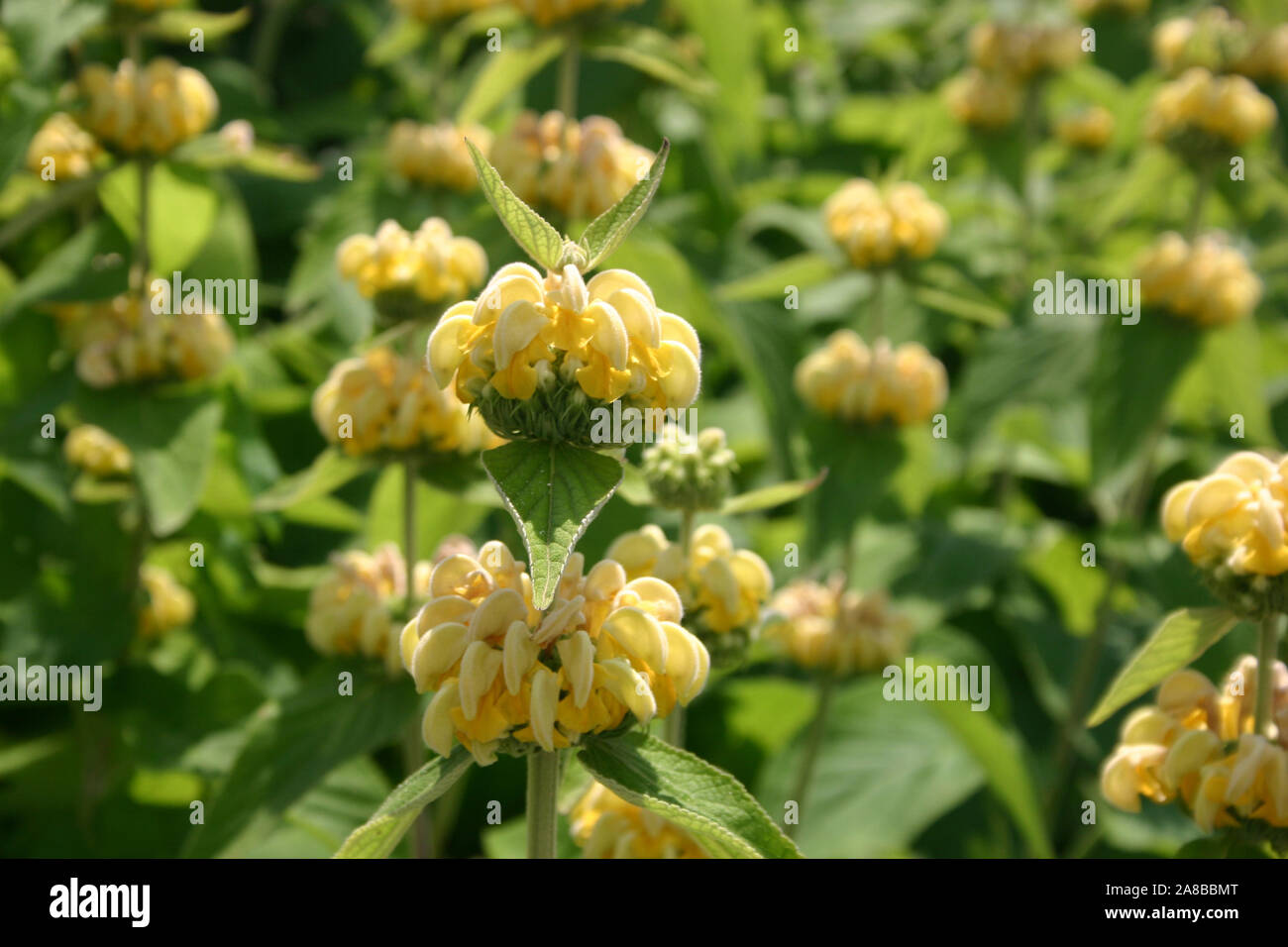 Jérusalem Sage (Phlomis fruticosa) est une espèce de plantes de la famille sage (Lamiaceae). Banque D'Images