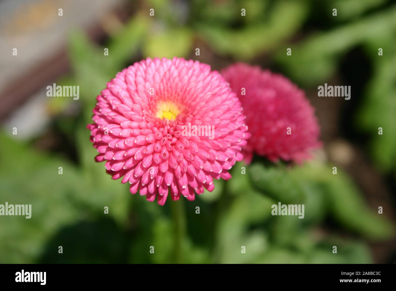 GROS PLAN D'UNE MARGUERITE ROSE COMMUNE OU ANGLAISE (BELLIS PERENNIS) ÉGALEMENT CONNUE SOUS LE NOM DE MARGUERITE DE PELOUSE OU MARGUERITE EUROPÉENNE. Banque D'Images