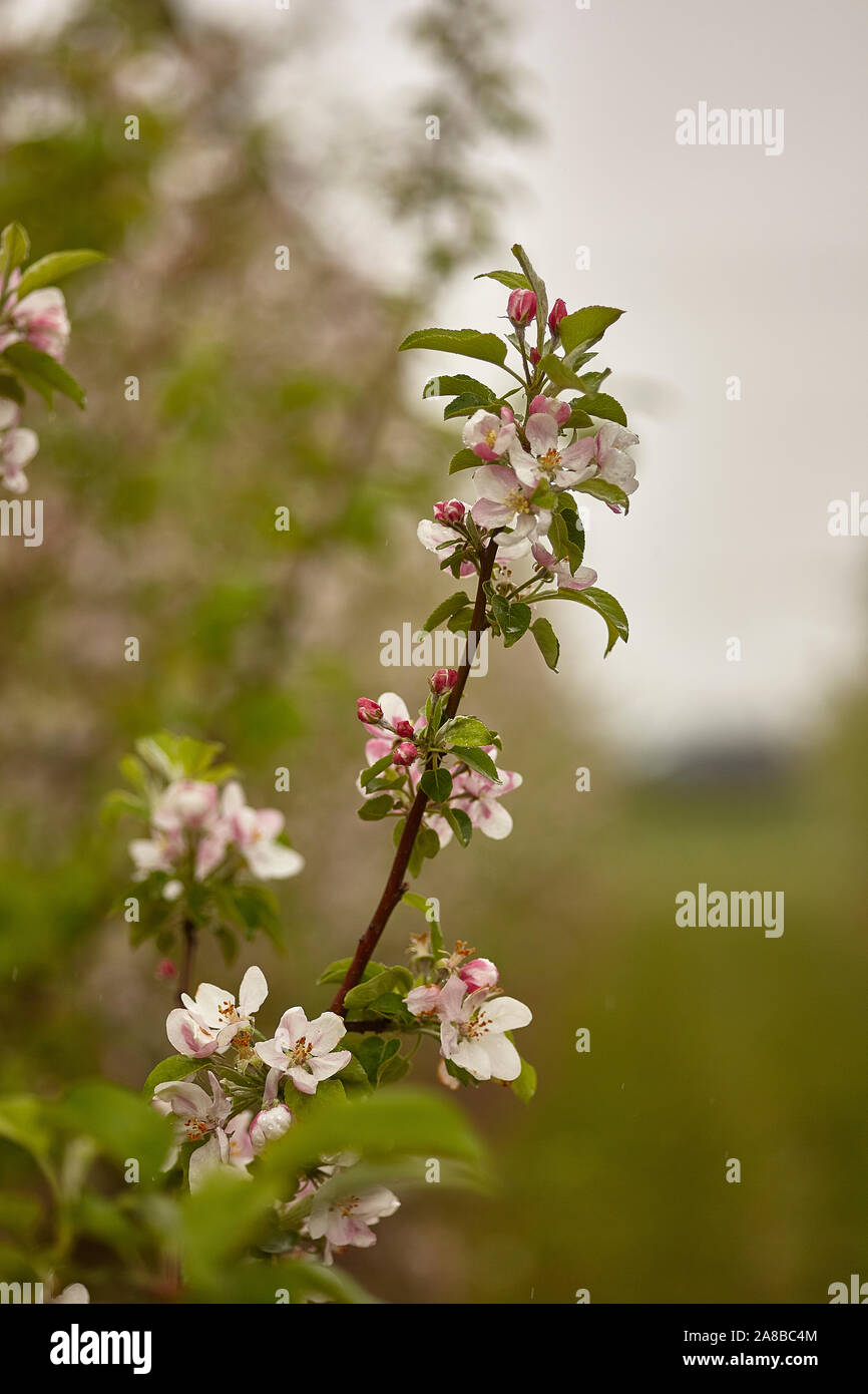 L'usine Apple Blossom Banque D'Images