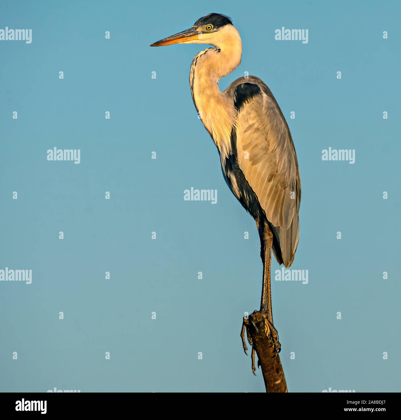 Heron ensoleillée Banque D'Images