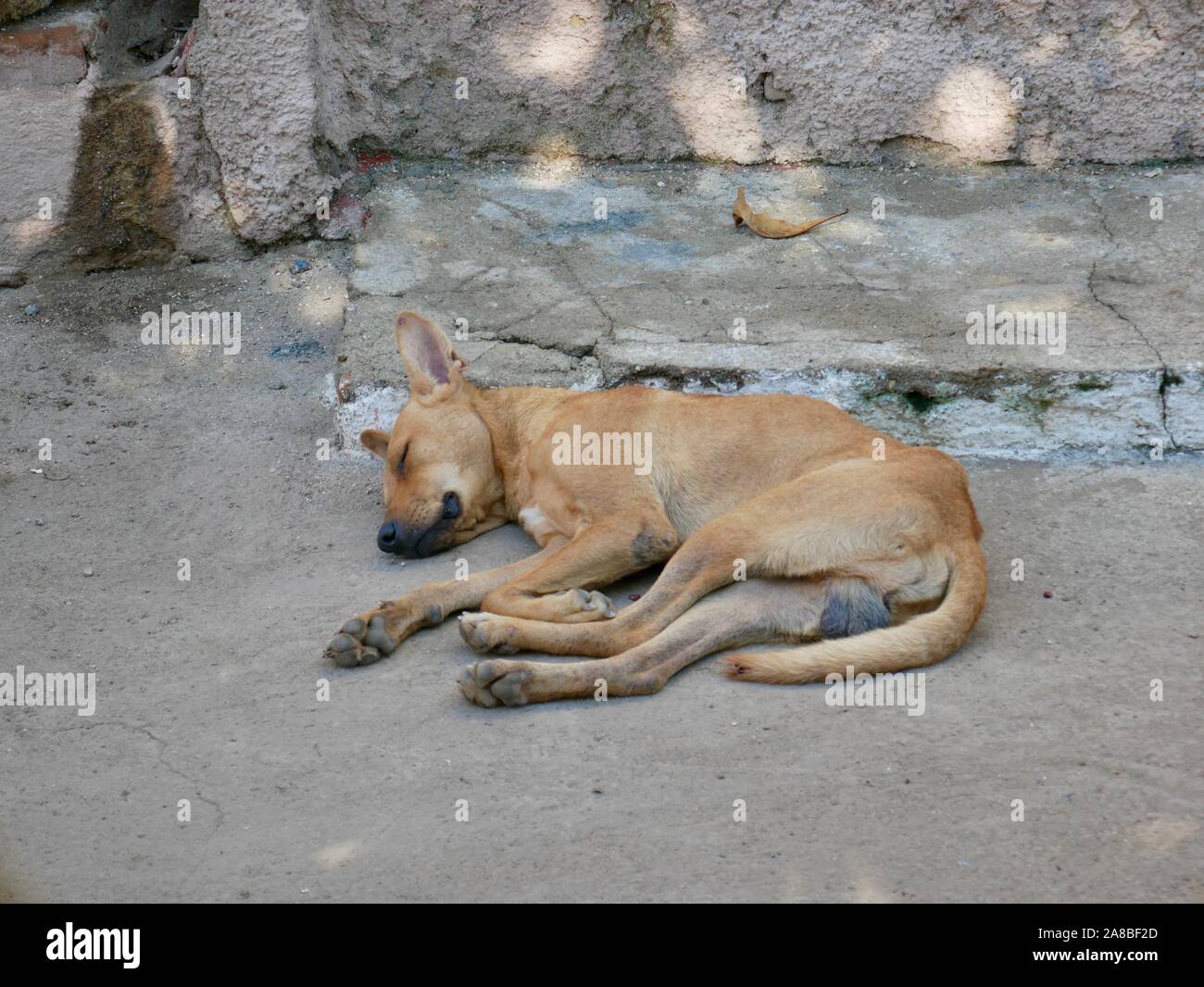 Un chien qui dormait en face d'une maison Banque D'Images