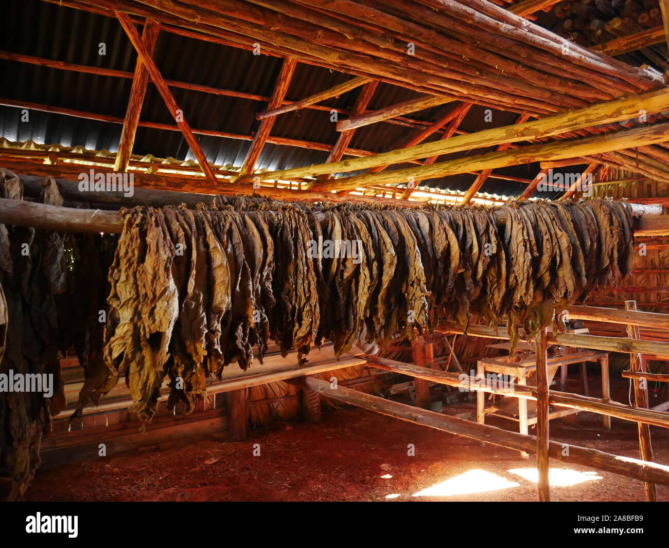 Les feuilles de tabac, au cours de processus de séchage, Vinales Banque D'Images