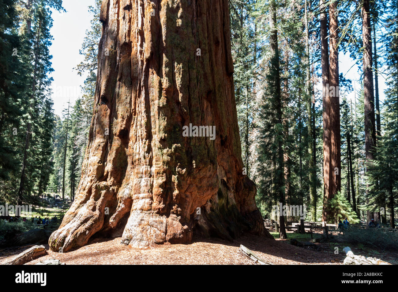 Les arbres Séquoia géant géant dans la forêt de Sequoia National Park (Californie). Banque D'Images