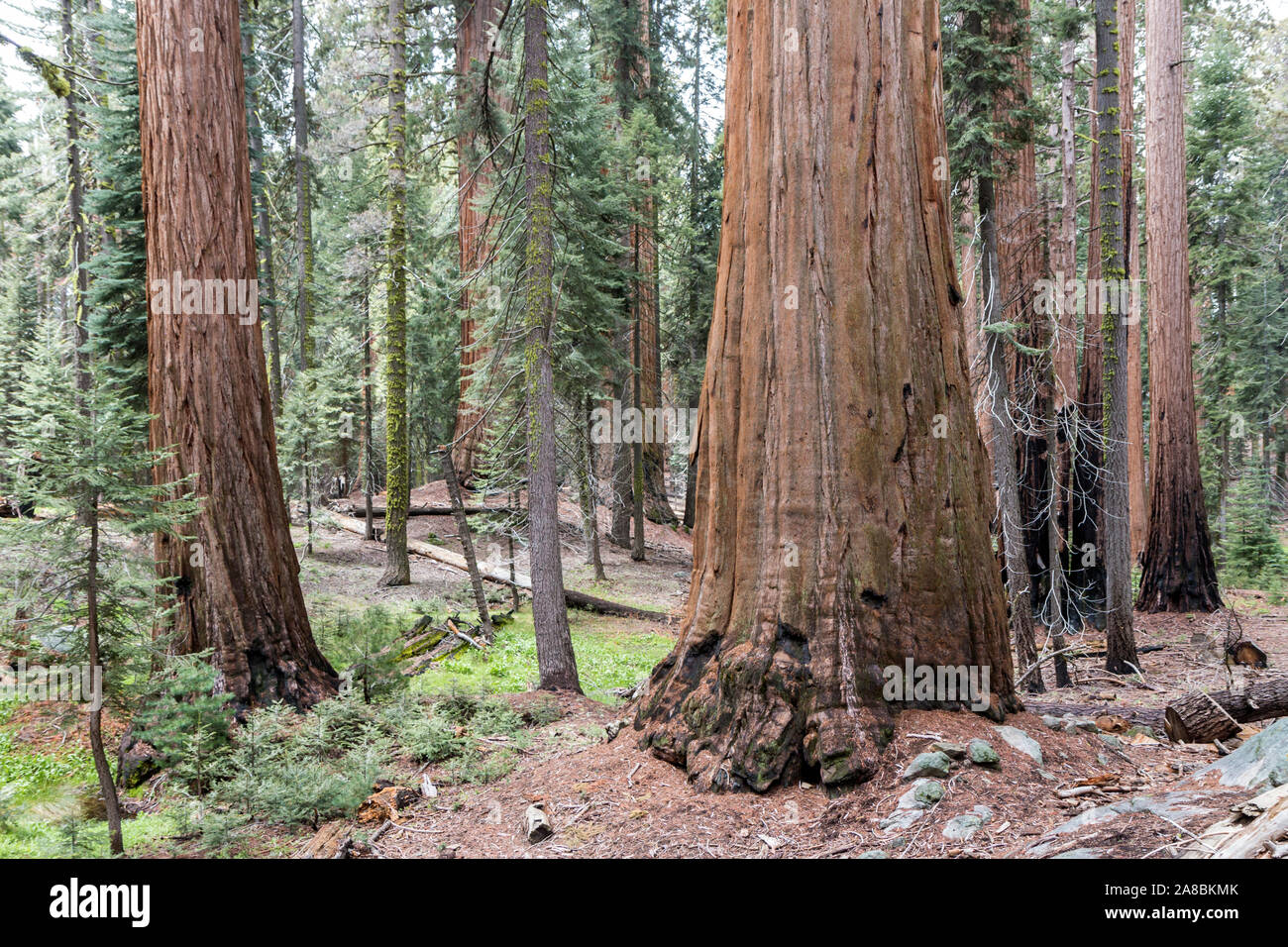 Les arbres Séquoia géant géant dans la forêt de Sequoia National Park (Californie). Banque D'Images