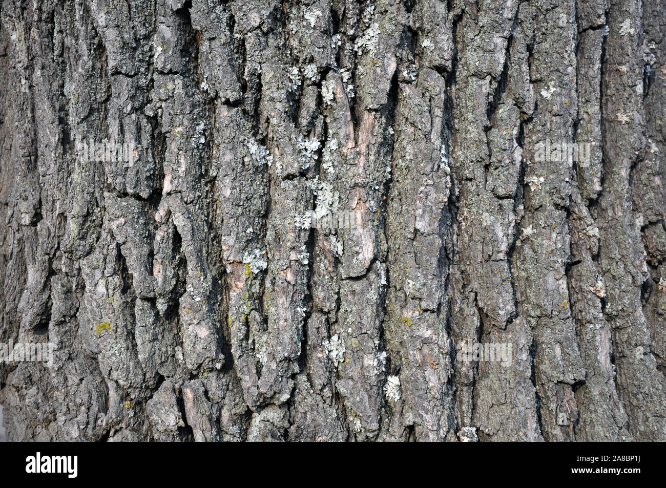 Dimensions de la texture de l'écorce de chêne. La récolte des textures pour les designers. Les matériaux naturels Banque D'Images