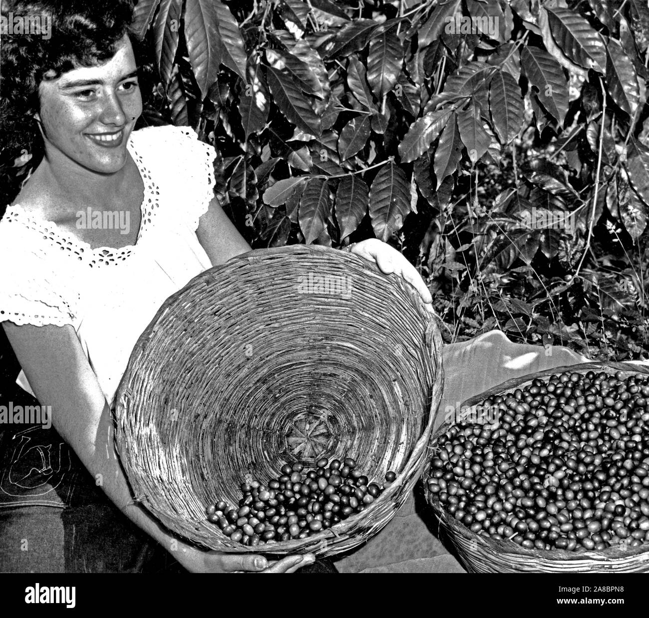 La récolte du café. Les pickers sélectionnez les cerises rouges mûres de quitter le vert, les fruits immatures sur l'arbre pour récolter plus tard. Le Guatemala. 1949 Banque D'Images