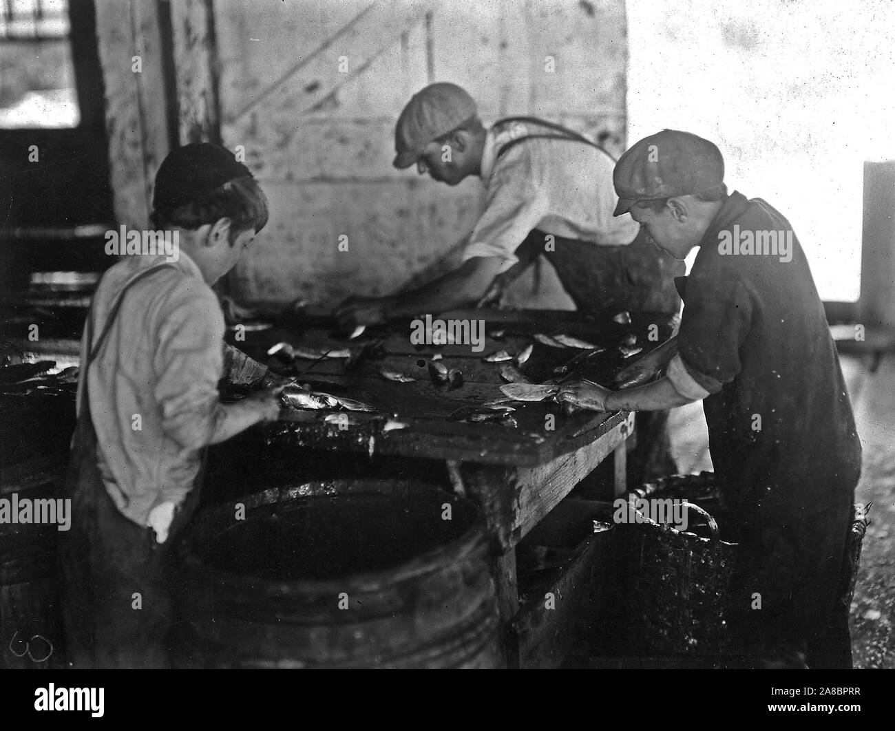 Montrer la manière dont ils couper le poisson dans les conserveries de sardines. Moi, d'Eastport, Août 1911 Banque D'Images