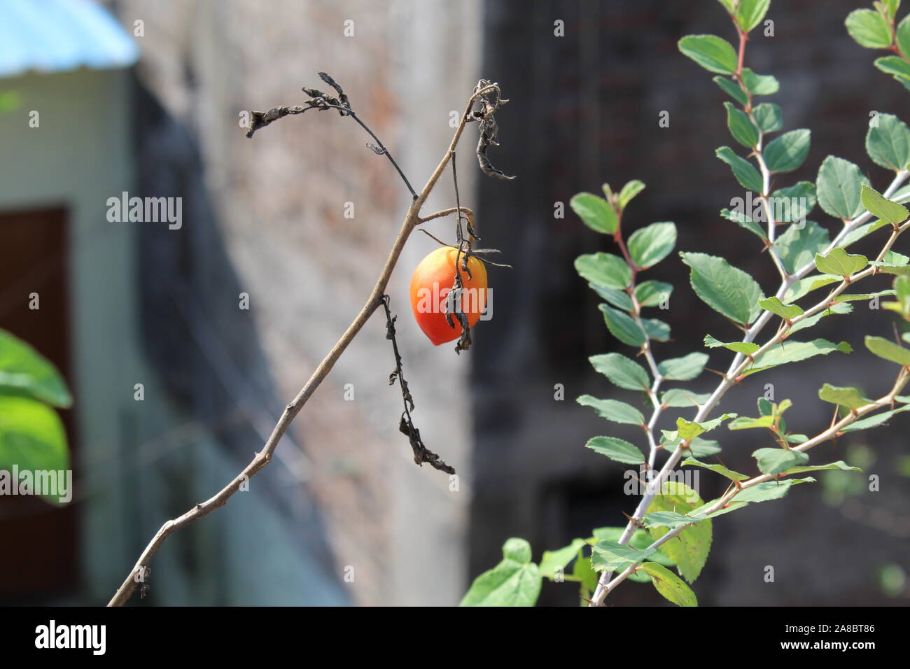 Arbre de tomate Banque D'Images