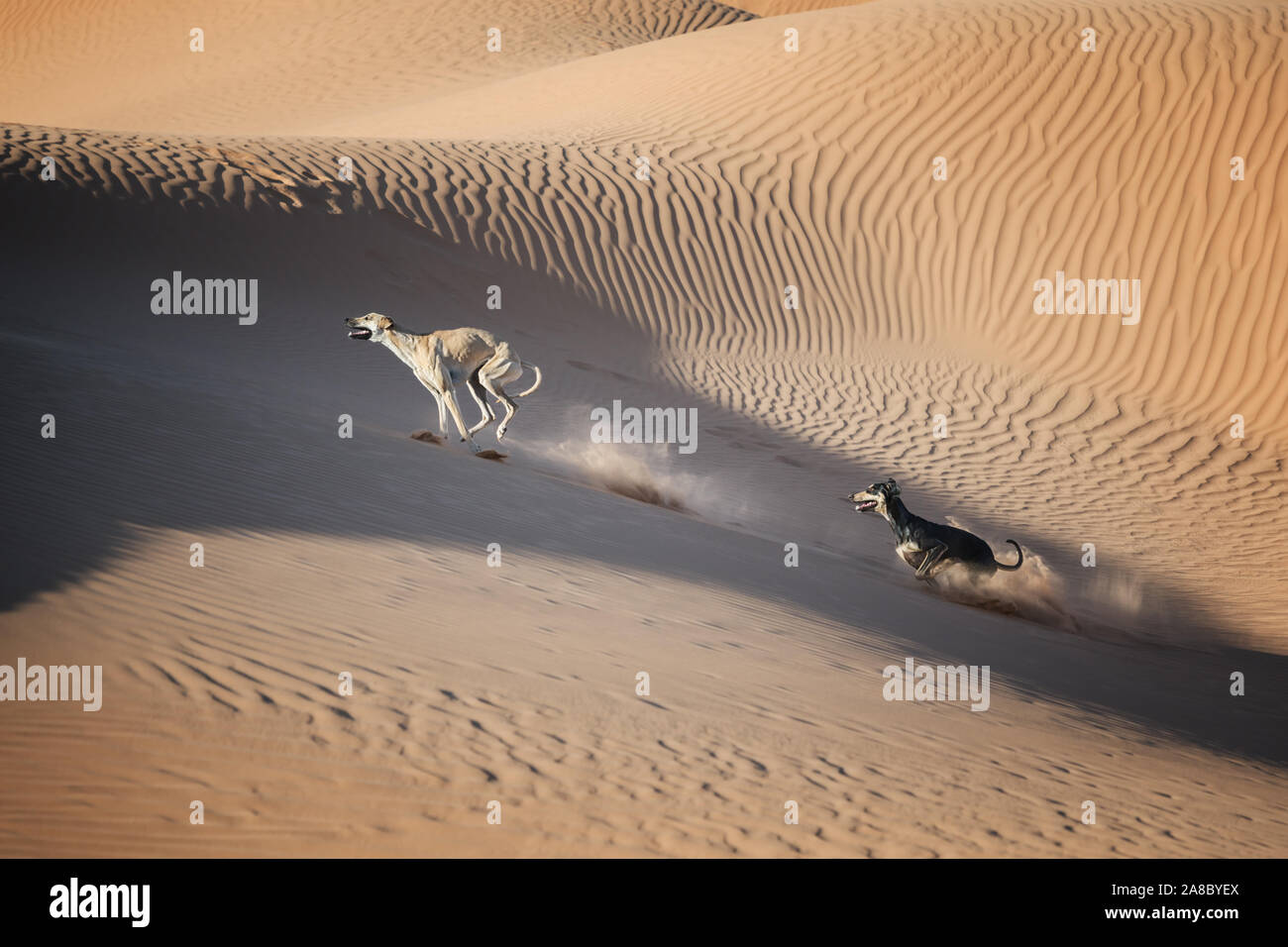 Deux chiens Sloughi (lévrier arabe) courir dans les dunes de sable dans le désert du Sahara du Maroc. Banque D'Images