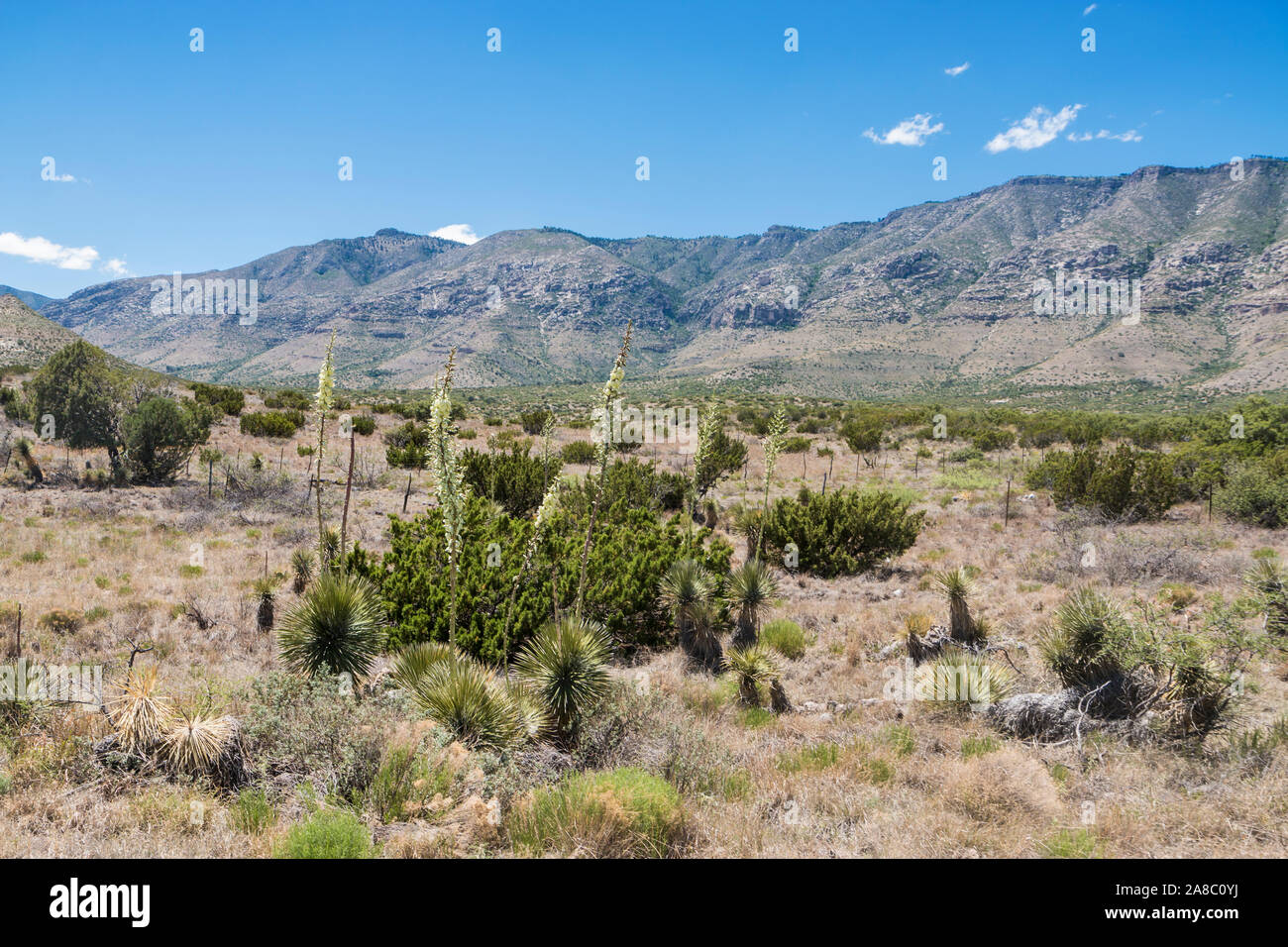 Vue paysage de Guadalupe Mountains National Park pendant la journée au Texas. Banque D'Images