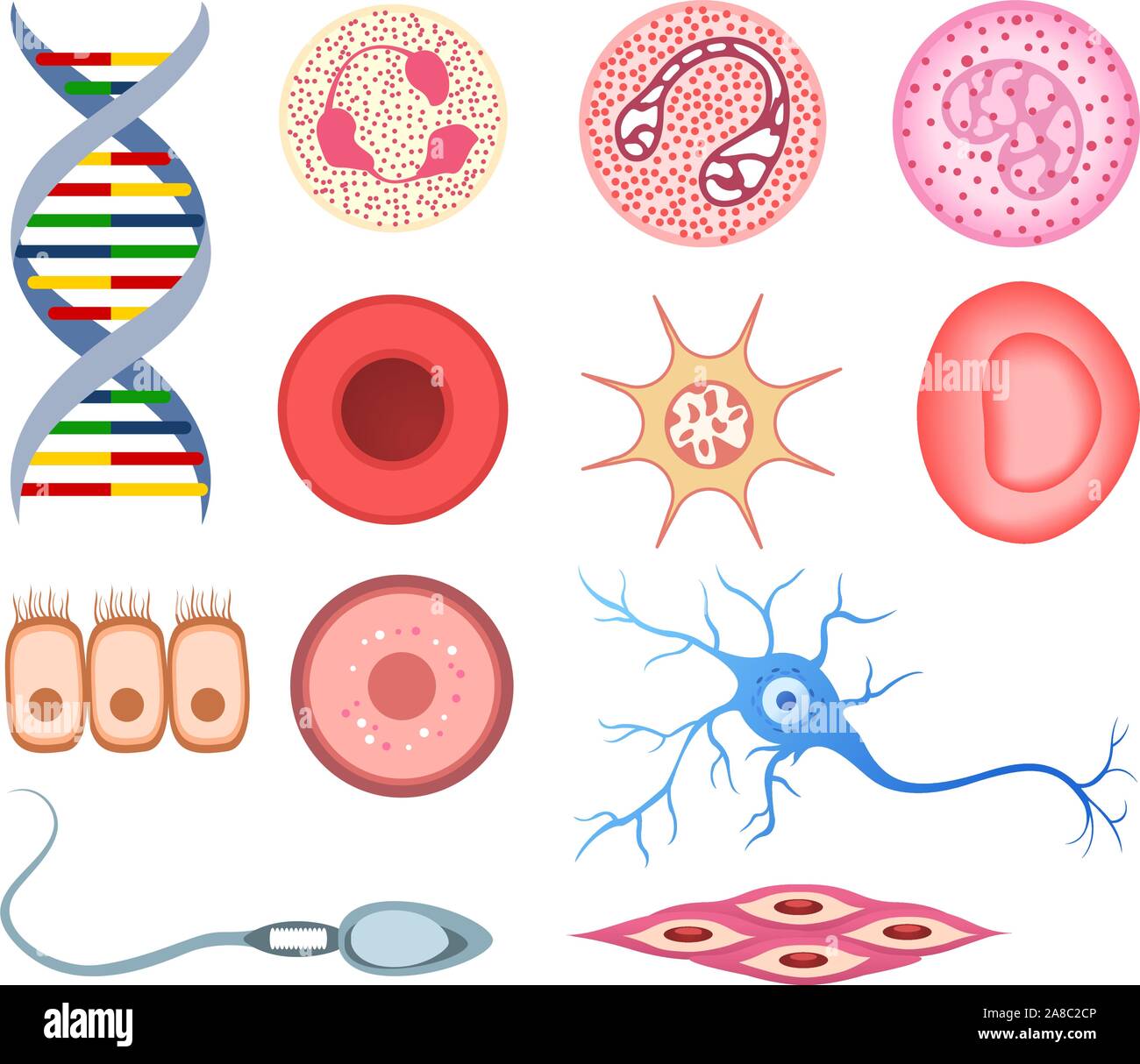 Les cellules humaines, avec de l'ADN, les cellules sanguines, les cellules de la peau, la surface des cellules épithéliales cylindriques, les os et les cellules caliciformes, neurone, cellules musculaires lisses, les cellules neurales, ca Illustration de Vecteur