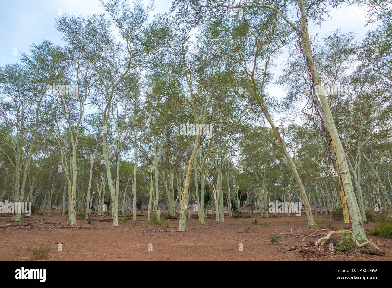Fever tree forest dans le nord du Parc National Kruger en Afrique du Sud libre de droit en format horizontal with copy space Banque D'Images