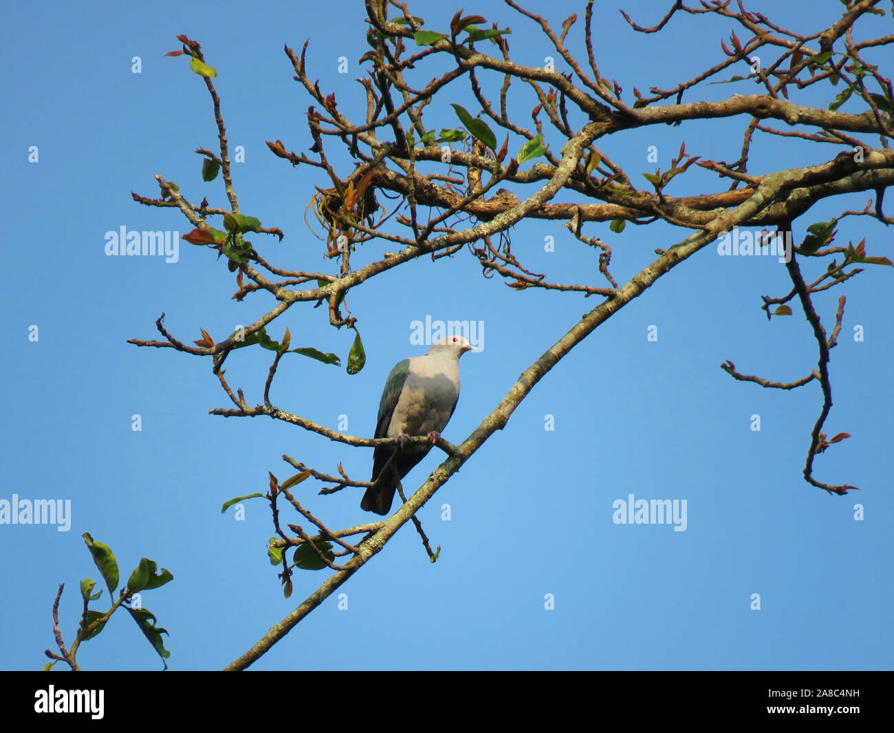 Mountain pigeon impérial, Ducula badia, la Réserve de tigres de Nameri, Assam, Inde Banque D'Images