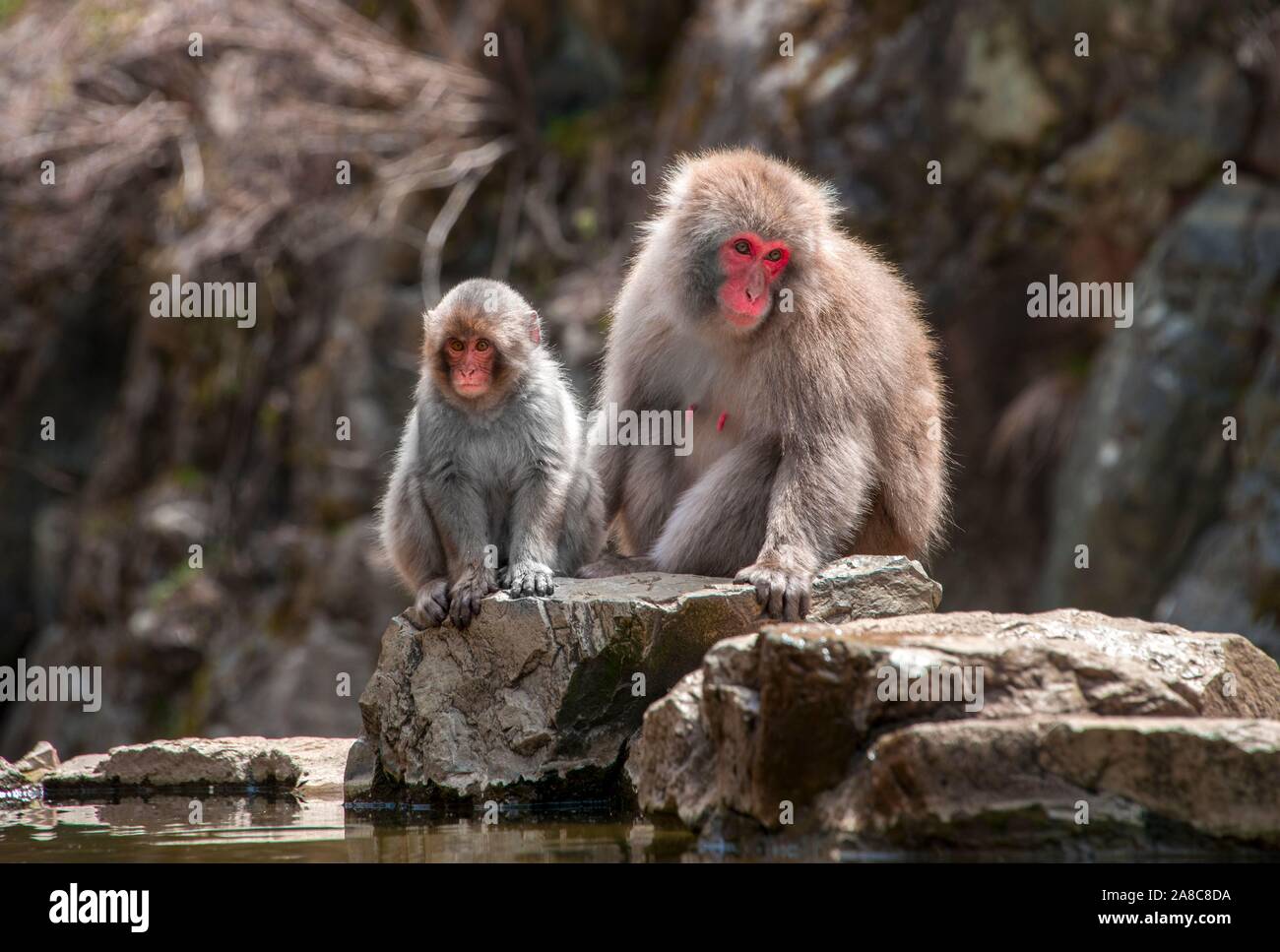 Deux macaque japonais (Macaca fuscata), barrage et les jeunes assis sur les roches par l'eau, Yamanouchi, dans la préfecture de Nagano, l'île de Honshu, Japon Banque D'Images