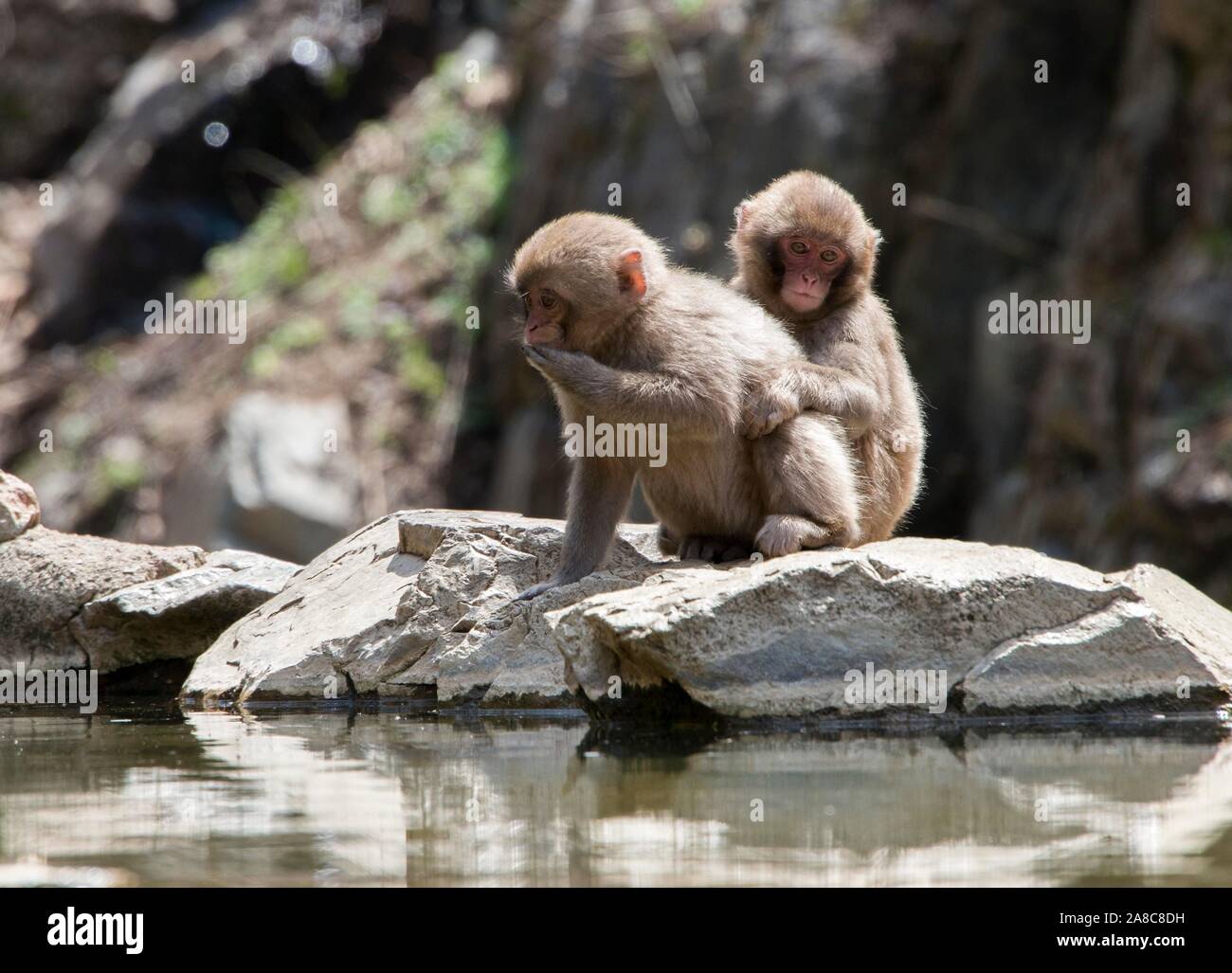 Macaque japonais (Macaca fuscata), deux chatons assis près de l'eau, Yamanouchi, dans la préfecture de Nagano, l'île de Honshu, Japon Banque D'Images
