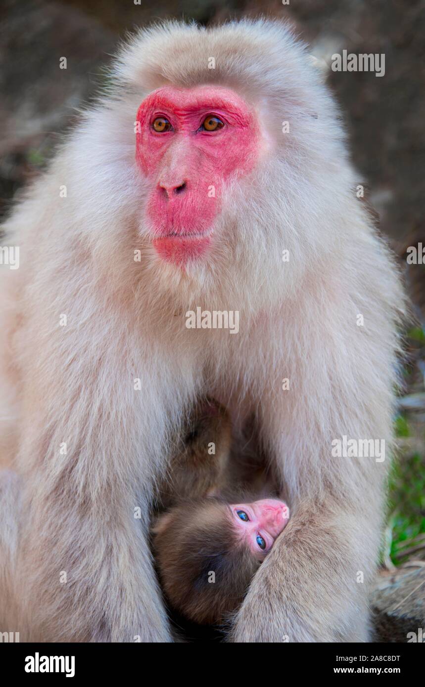 Macaque japonais (Macaca fuscata), mère de protection permet de jeune animal, animal bébé, portrait des animaux, de la faune, Yamanouchi, Préfecture Nagano Banque D'Images