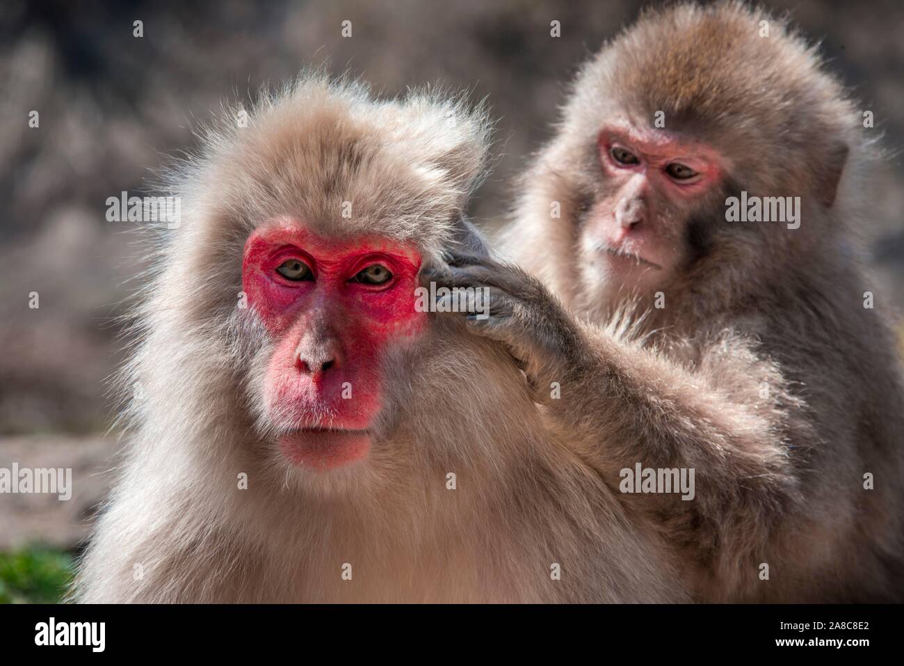 Deux macaque japonais (Macaca fuscata) en soins du corps, Yamanouchi, épouillage, dans la préfecture de Nagano, l'île de Honshu, Japon Banque D'Images