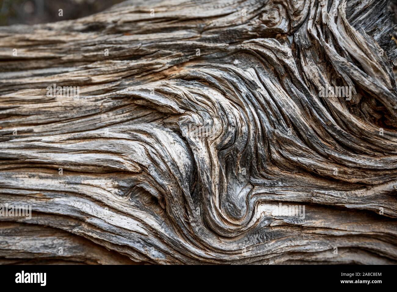 Le bois mort, envahie par l'écorce, détail, structure, Natural Bridges National Monument, Utah, USA Banque D'Images