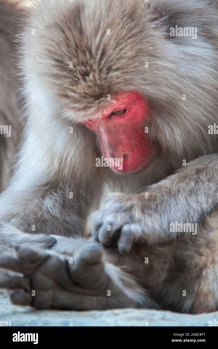 Macaque japonais (Macaca fuscata) en soins du corps, Yamanouchi, épouillage, dans la préfecture de Nagano, l'île de Honshu, Japon Banque D'Images
