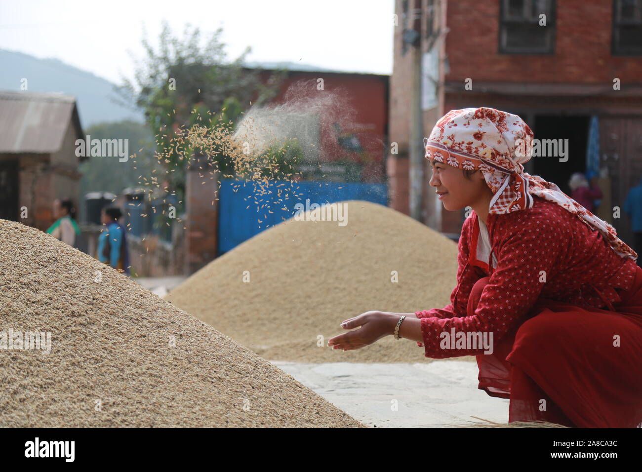 Katmandou, Népal. Nov 6th, 2019. Les agriculteurs locaux après la récolte de riz winnow dans Bhaktapur, Népal . Sarita Khadka/Alamy Live News Banque D'Images