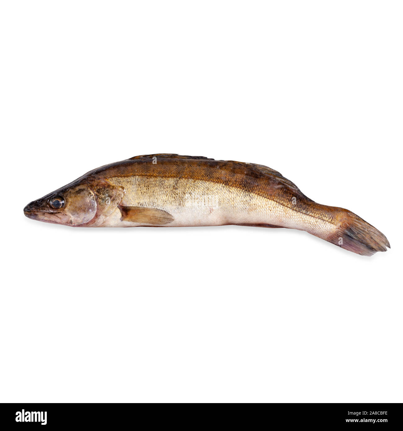 Le carassin doré isolées de poissons à écailles. Banque D'Images