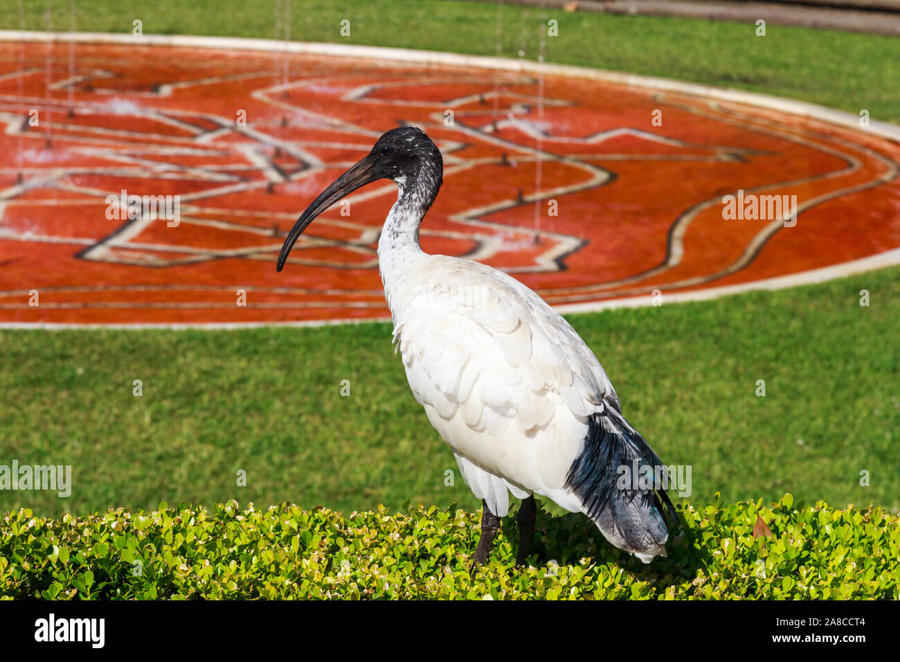 Threskiornis, Moluques Australian white Ibis sur les hedge funds à Sandringham Gardens, Hyde Park, Sydney, New South Wales, Australia Banque D'Images