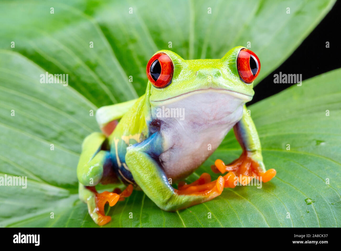 Red eyed Tree Frog, agalychnis callidryas, sur une feuille sur fond noir Banque D'Images