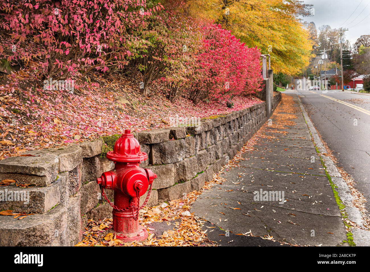 Un paysage d'automne colorés avec des roses et jaunes, plus un poteau incendie comme un point d'exclamation et des lignes directrices, à l'aide d'une paroi rocheuse, trottoir/street. Banque D'Images