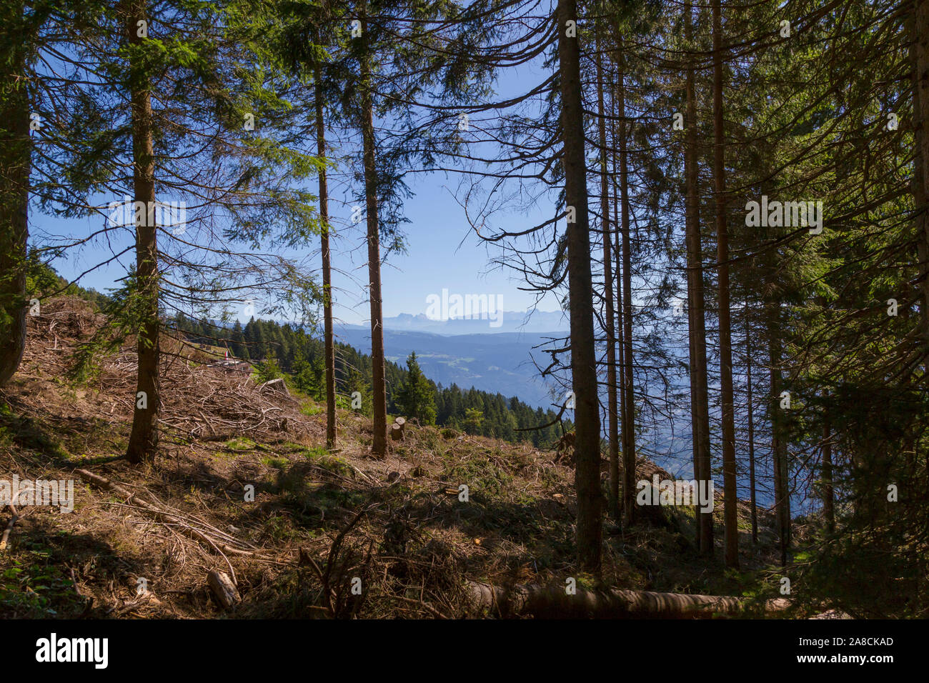 Scène de la forêt dans les montagnes Banque D'Images