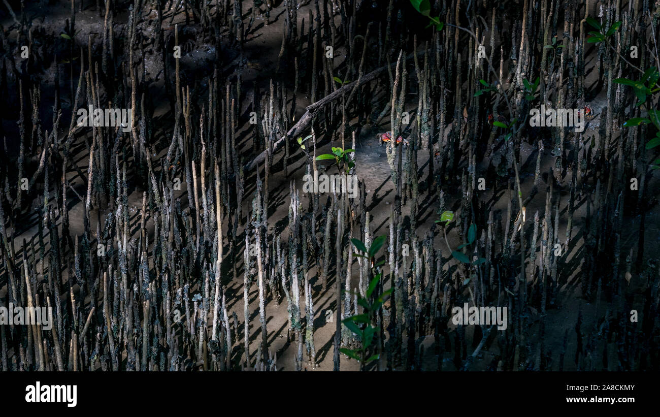 Mangrove, honko en langue malgache près de Tuléar, projet de reboisement des ONG Banque D'Images