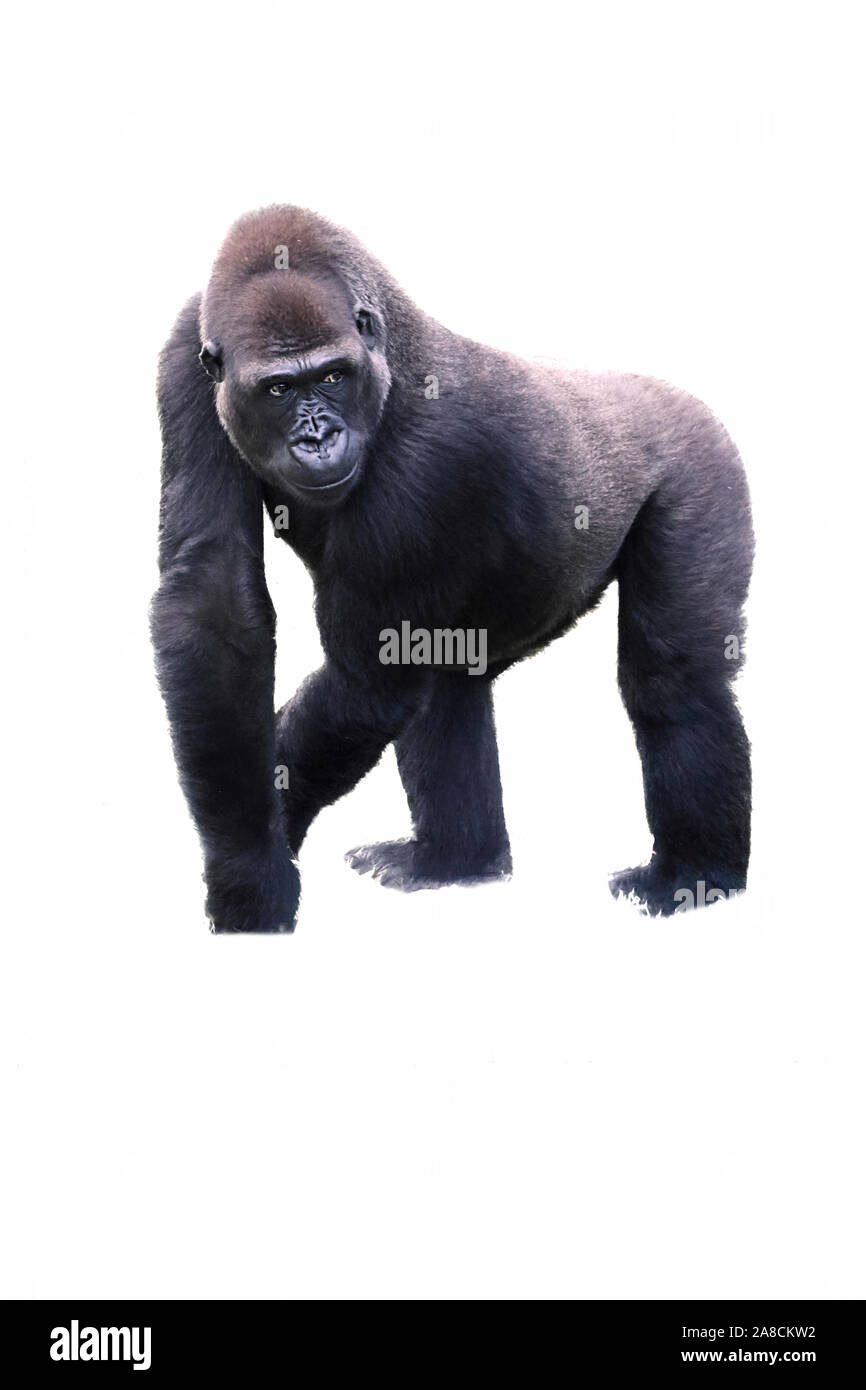 Jeune homme silverback gorilla marcher à quatre pattes. Concept de la faune Banque D'Images
