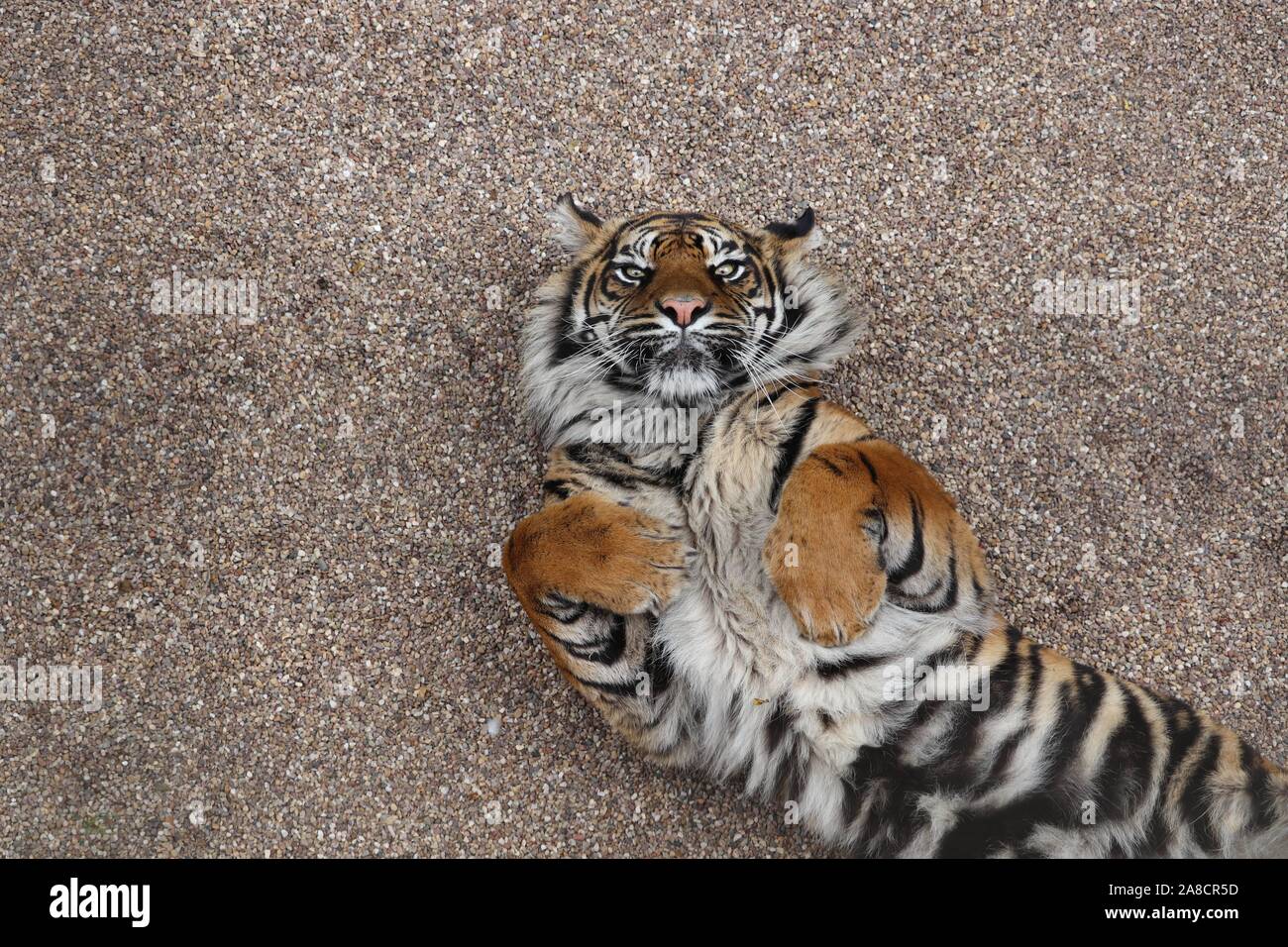 Tigre de Sumatra, femme Daseep (Panthera tigris sumatrae) Banque D'Images