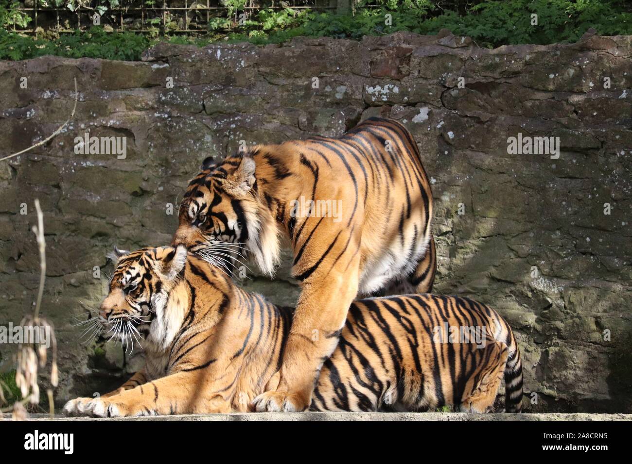 Le tigre mâle et femelle, Joao, Daseep tigre de Sumatra (Panthera tigris sumatrae) Banque D'Images