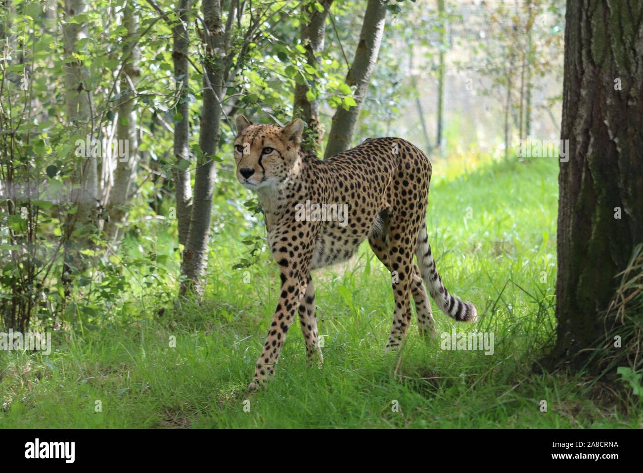 Guépard mâle, Singa (Acinonyx jubatus) Banque D'Images