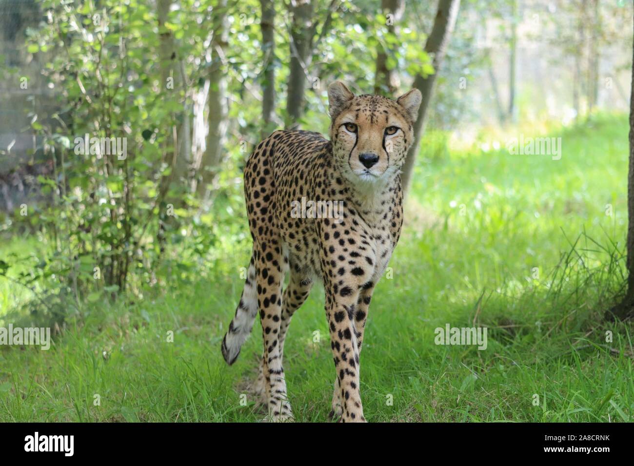 Guépard mâle, Singa (Acinonyx jubatus) Banque D'Images