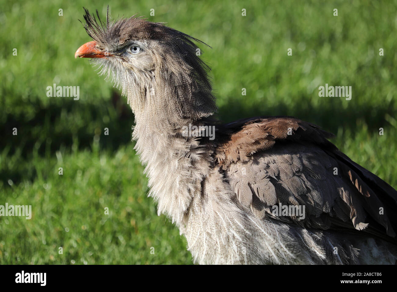 Homme Red-Legged Seriema, Delta (Cariama cristata) Banque D'Images