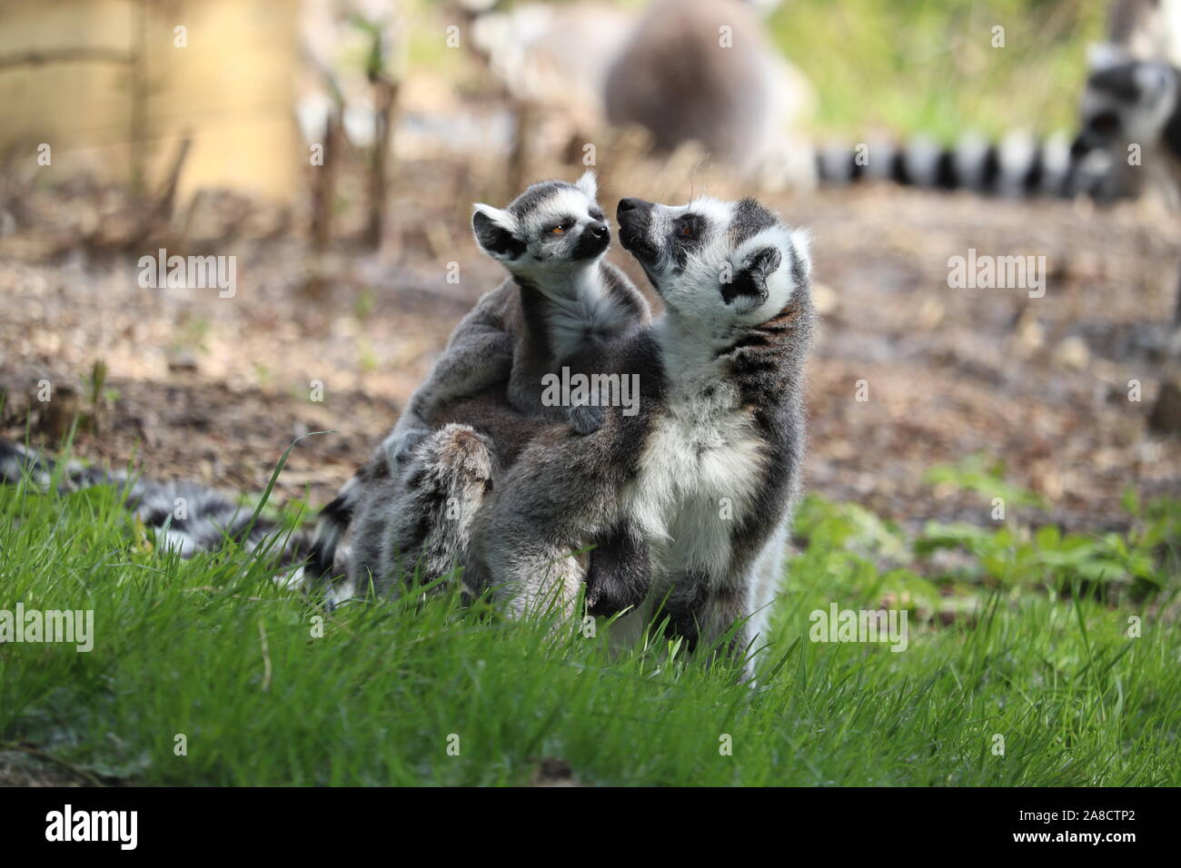 Femme Ring-Tailed avec bébé lémurien, Spider (Lemur catta) Banque D'Images