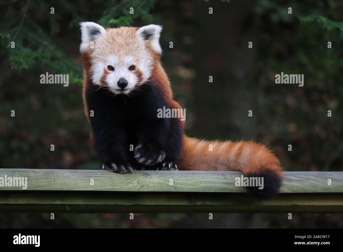 Panda rouge femelle, Yasmin (Ailurus fulgens) Banque D'Images