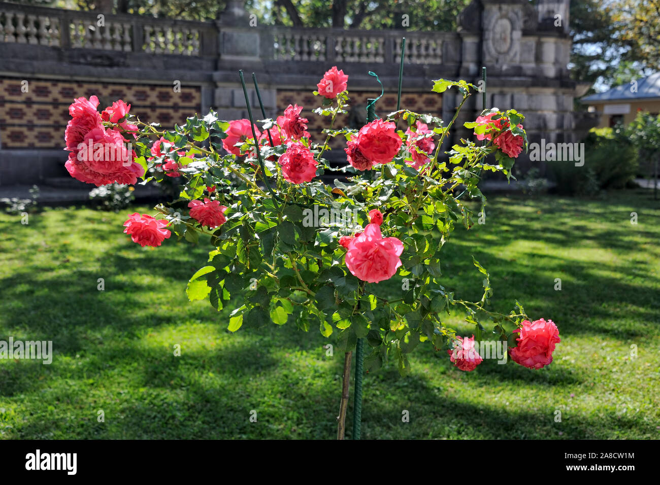 Arbre généalogique rose rose avec des roses dans le jardin de Massandra Banque D'Images
