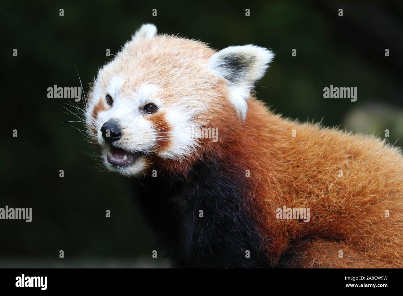 Panda rouge femelle, Yasmin (Ailurus fulgens) Banque D'Images