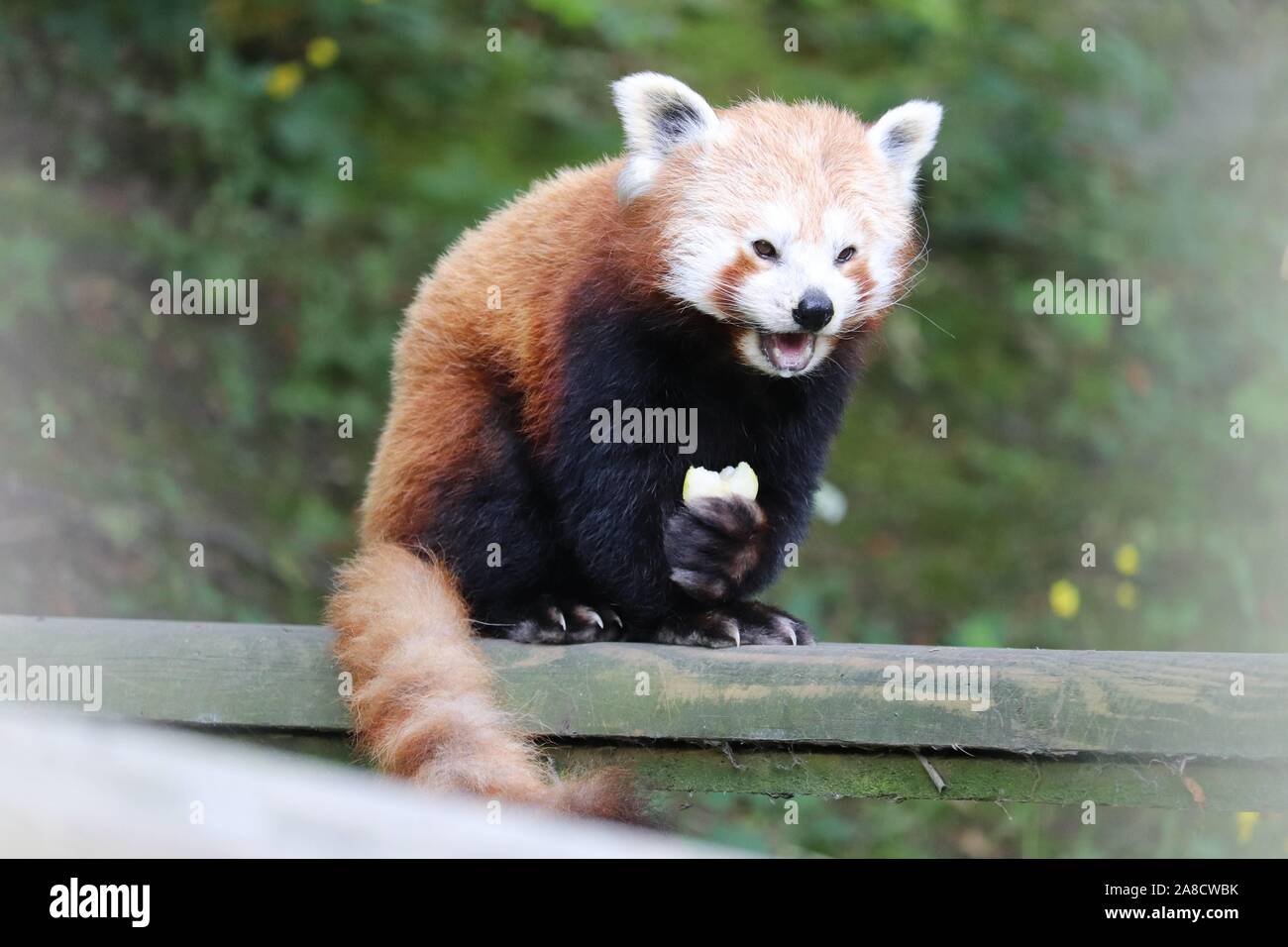 Panda rouge femelle, Yasmin, manger une banane (Ailurus fulgens) Banque D'Images