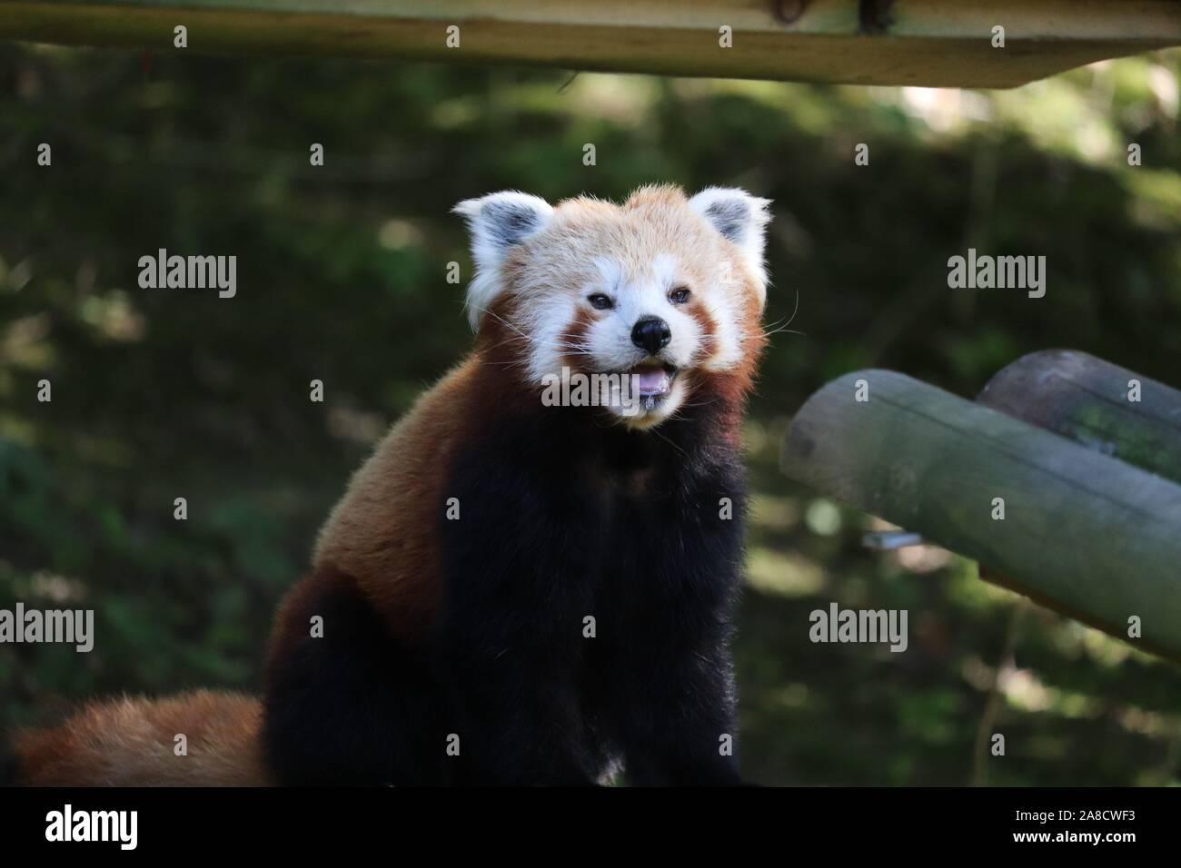 Panda rouge femelle, Yasmin (Ailurus fulgens) Banque D'Images