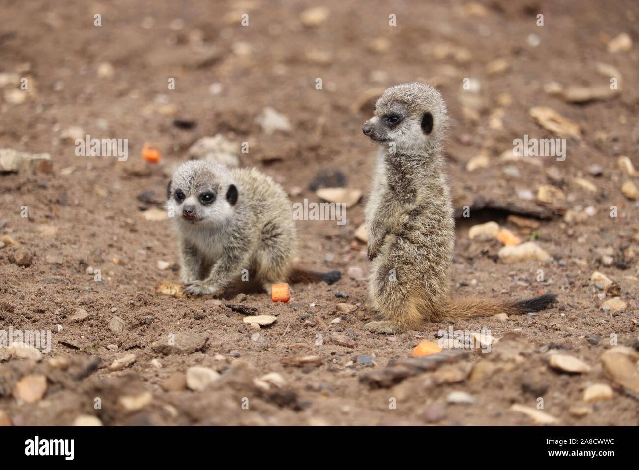 Baby Meerkat (Suricata suricatta) Banque D'Images