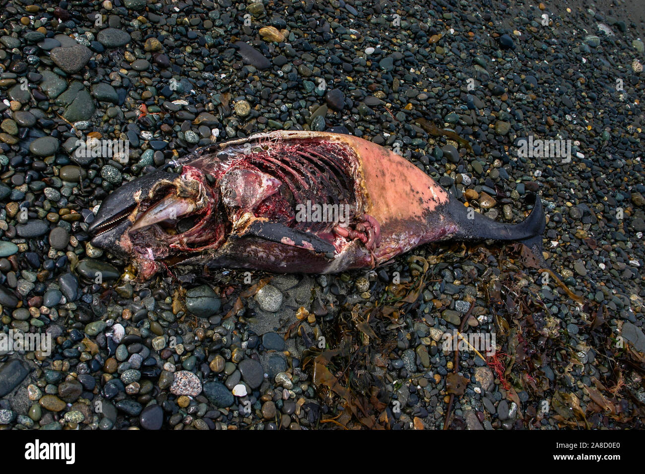 Orca bébé dormeur au rivage de la carcasse de cracher, de la péninsule Olympique, l'État de Washington Banque D'Images